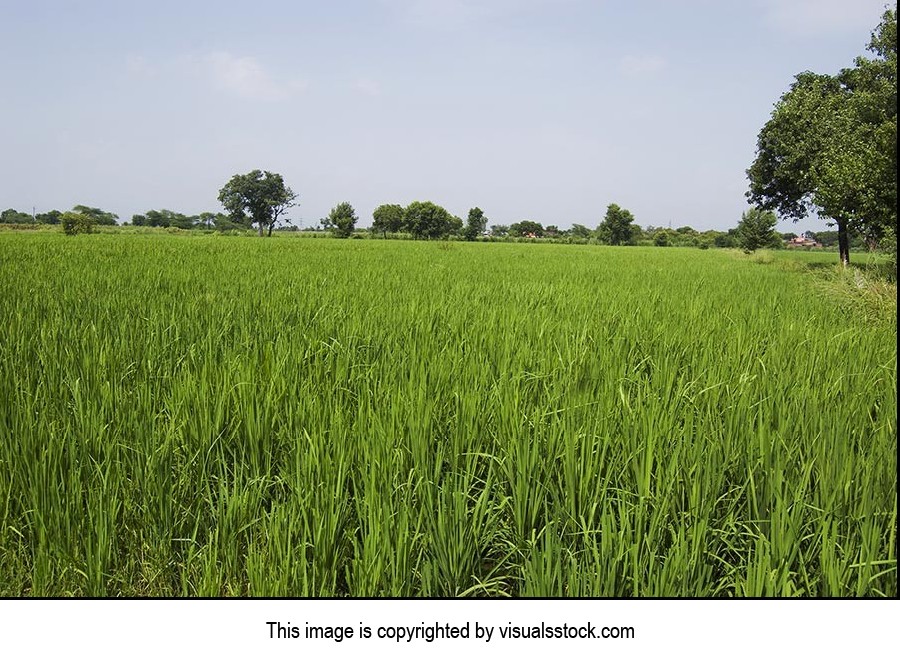 Absence ; Agriculture ; Beauty In Nature ; Color I