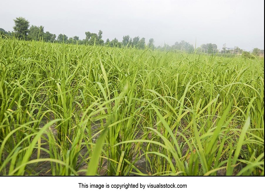 Absence ; Agriculture ; Beauty In Nature ; Close-U