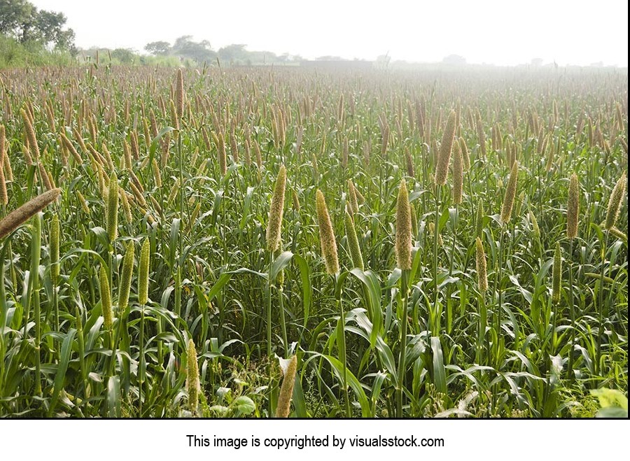 Absence ; Agriculture ; Beauty In Nature ; Color I