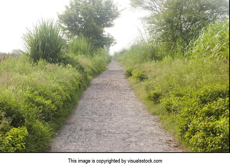 Absence ; Agriculture ; Color Image ; Crops ; Cult