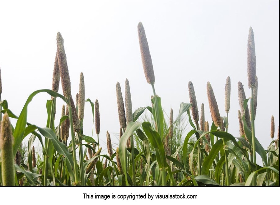 Absence ; Agriculture ; Beauty In Nature ; Close-U