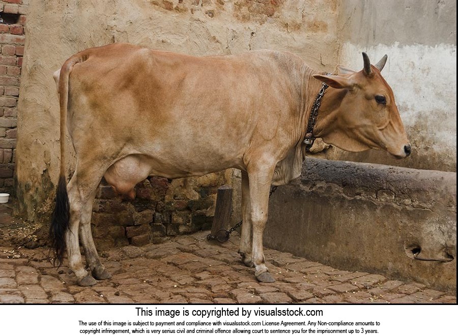 Dairy cow Animal Pets in Rural village Haryana india