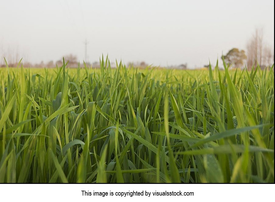 Absence ; Agriculture ; Beauty In Nature ; Color I