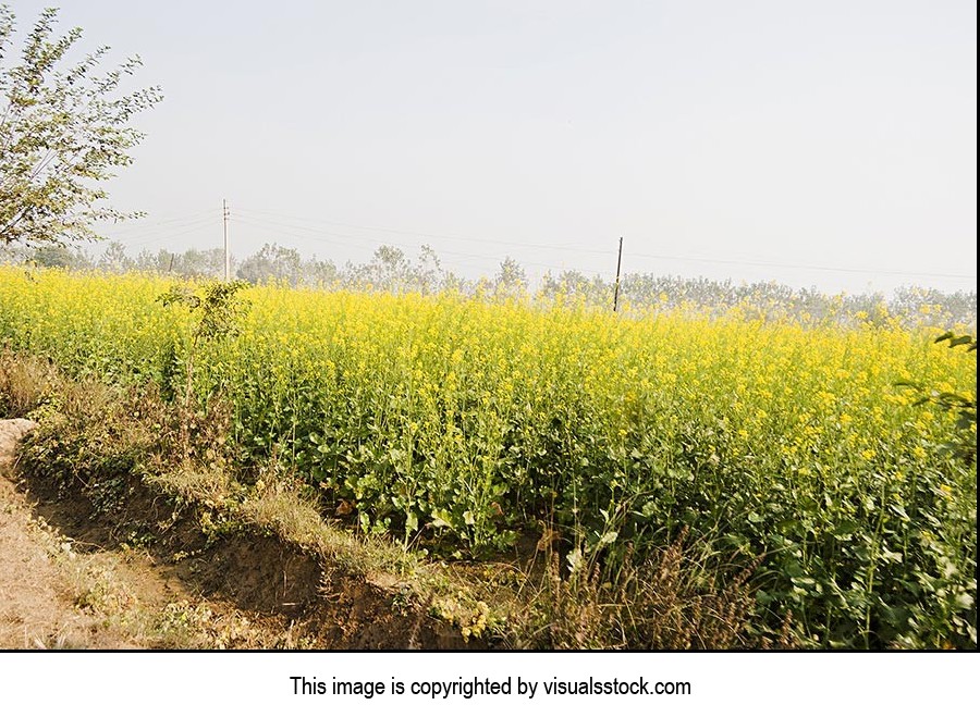 Absence ; Agriculture ; Beauty In Nature ; Color I