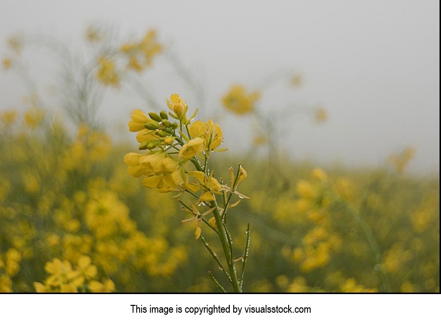 Agriculture ; Beauty In Nature ; Close-Up ; Color 