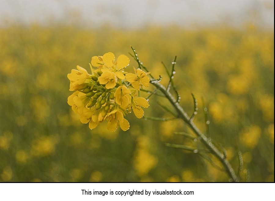 Agriculture ; Beauty In Nature ; Close-Up ; Color 