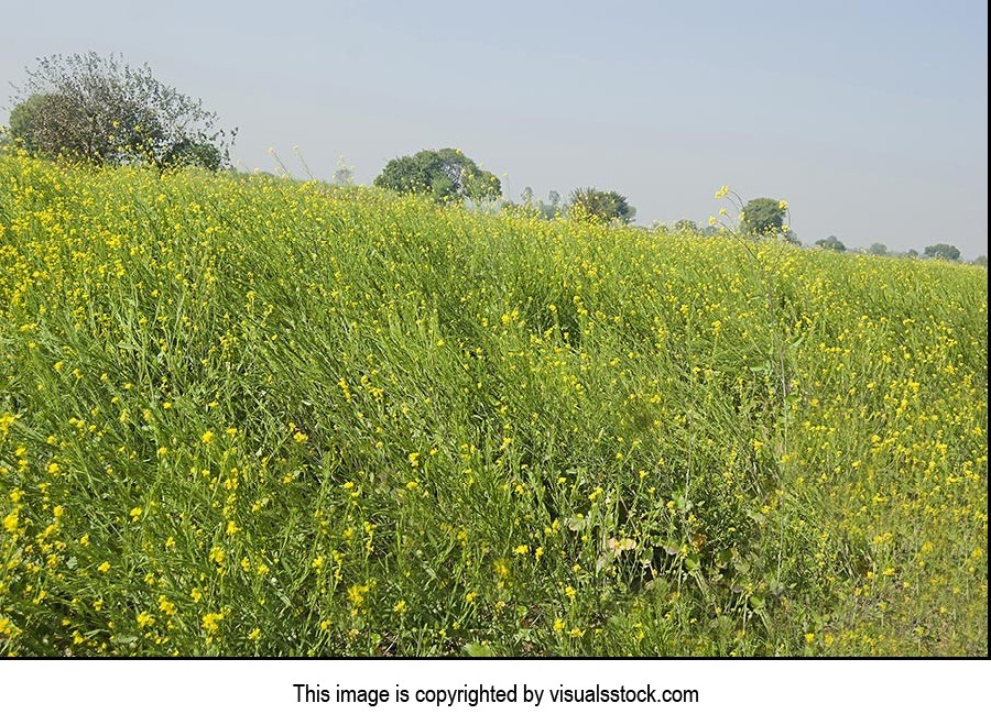 Absence ; Agriculture ; Beauty In Nature ; Color I