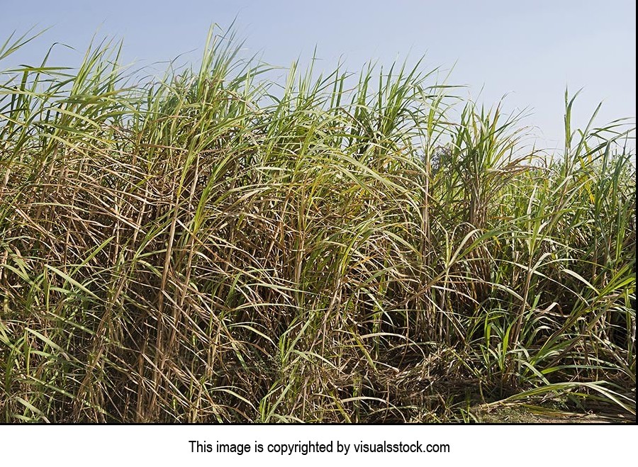 Absence ; Agriculture ; Beauty In Nature ; Bush ; 