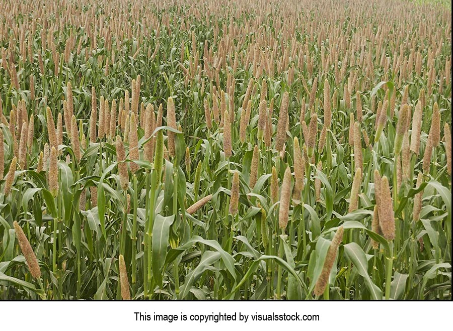 Absence ; Agriculture ; Background ; Beauty In Nat