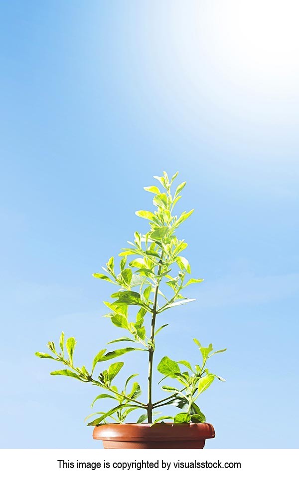 Beauty In Nature ; Beginning ; Bright ; Close-Up ;