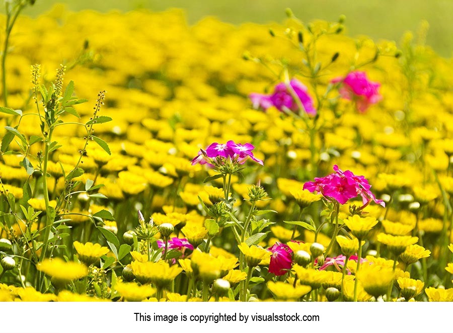 Agriculture ; Beauty In Nature ; Color Image ; Cro