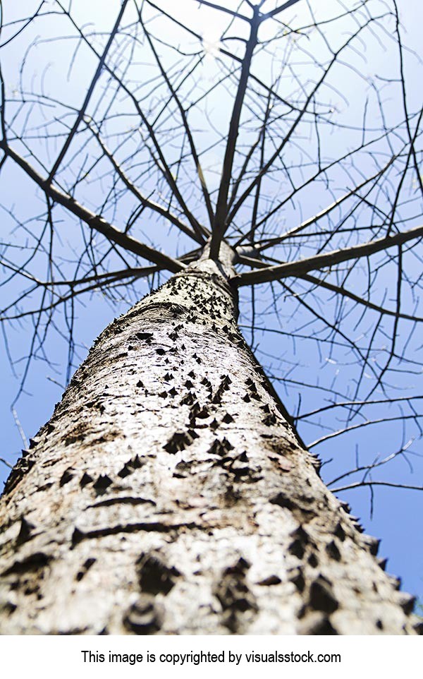 Arid Climate ; Autumn ; Baretree ; Branch ; Bright