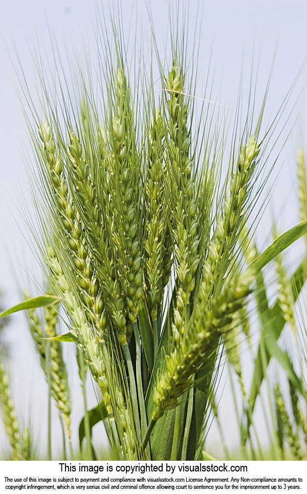 Agriculture ; Close-Up ; Color Image ; Crops ; Cul
