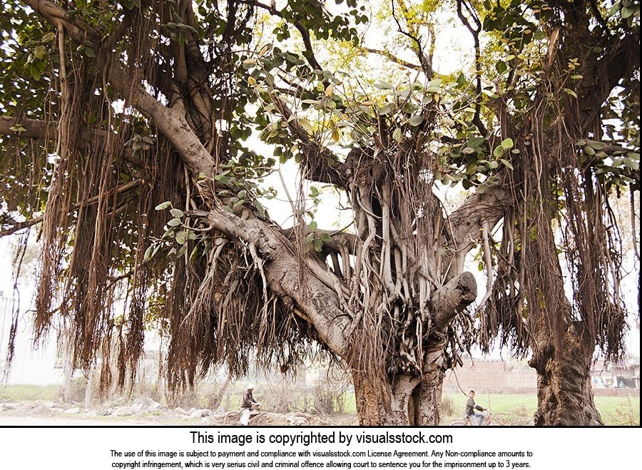 Absence ; Banyan Tree ; Branch ; Color Image ; Day