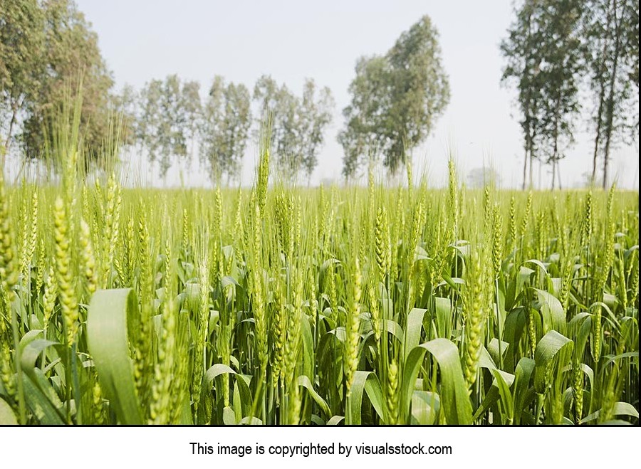 Absence ; Agriculture ; Close-Up ; Color Image ; C