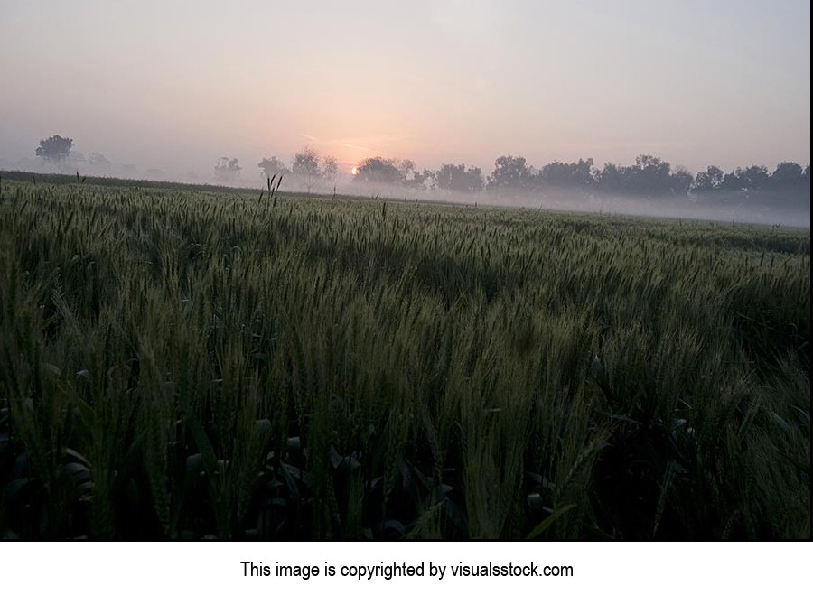 Absence ; Agriculture ; Beauty In Nature ; Color I