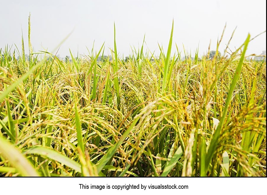 Absence ; Agriculture ; Close-Up ; Color Image ; C