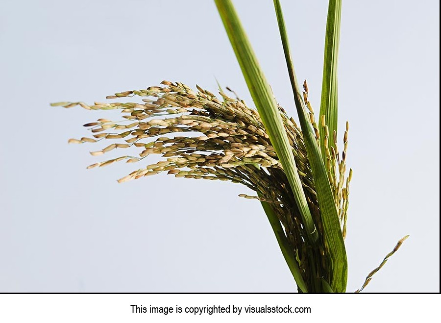 Absence ; Agriculture ; Close-Up ; Color Image ; C