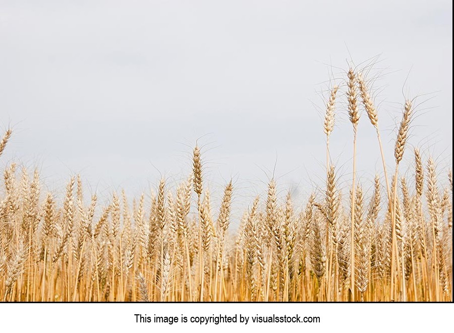 Absence ; Agriculture ; Color Image ; Copyspace ; 