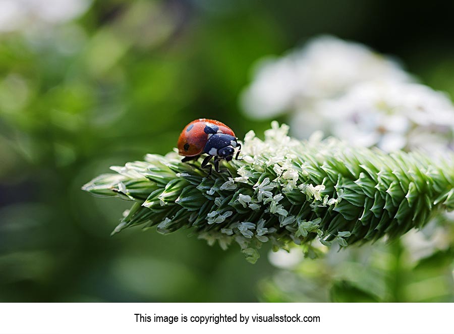 Animal Themes ; Animals ; Background ; Beauty In N