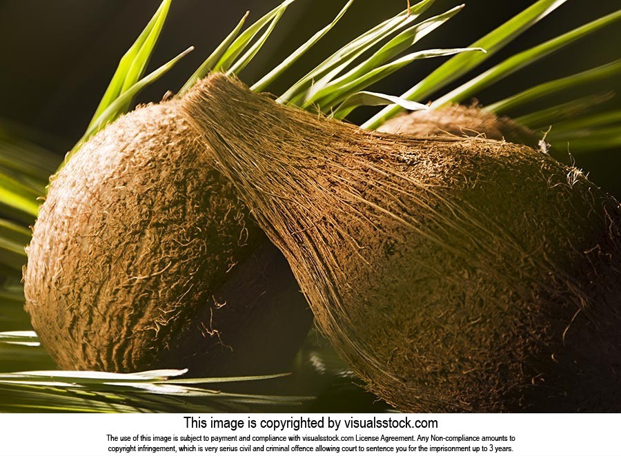 Black Background ; Close-Up ; Coconut ; Color Imag