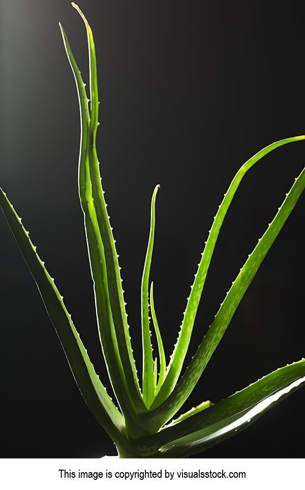 Abundance ; Aloe Vera ; Beauty ; Black background 