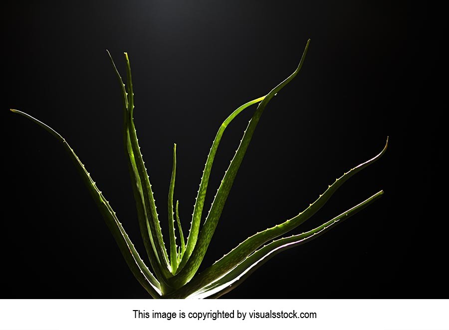 Abundance ; Aloe Vera ; Beauty ; Black background 