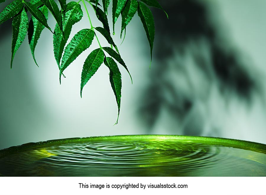 Beauty In Nature ; Bowl ; Close-Up ; Color Image ;