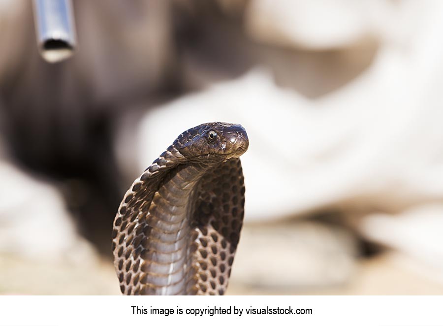 Animal Themes ; Animals ; Close-Up ; Cobra ; Color