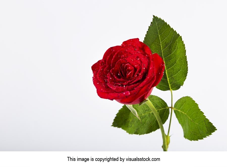 Beautiful ; Celebrations ; Close-Up ; Color Image 