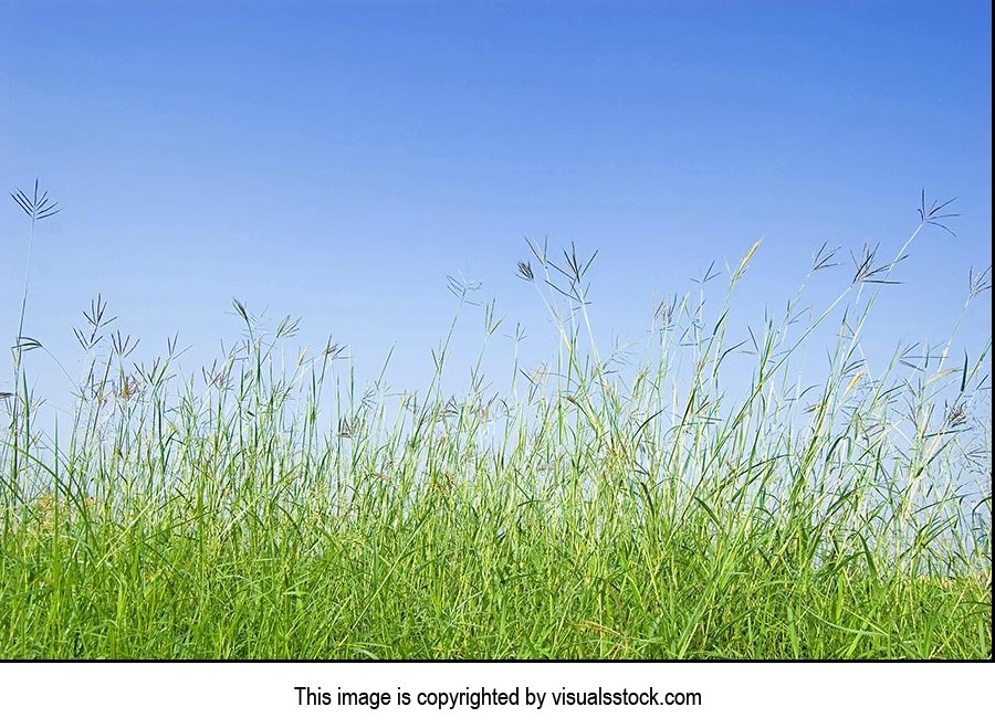 Absence ; Blue Sky ; Close-Up ; Color Image ; Copy