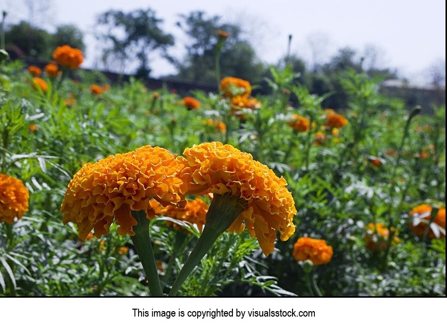 Absence ; Agriculture ; Beauty In Nature ; Close-U