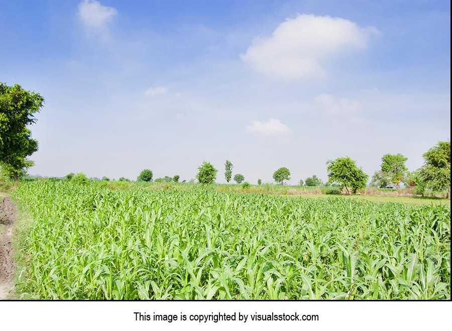 Absence ; Agriculture ; Beauty In Nature ; Cloud ;