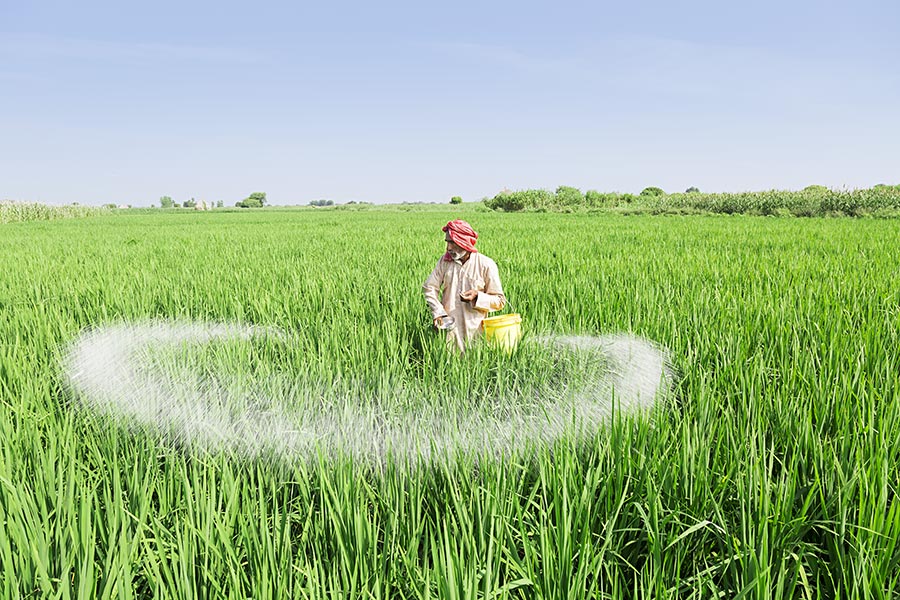 Indian Rural Farmer Labour Giving chemical fertilizer Plants Field