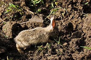 Animal Themes ; Animals ; Close-Up ; Color Image ;