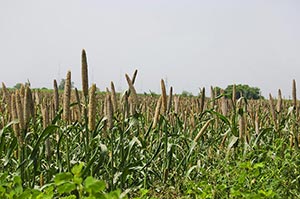 Absence ; Agriculture ; Beauty In Nature ; Color I