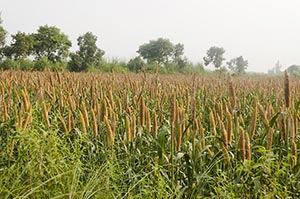 Absence ; Agriculture ; Beauty In Nature ; Close-U