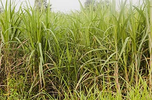 Absence ; Agriculture ; Bush ; Close-Up ; Color Im