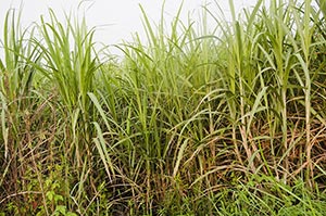 Absence ; Agriculture ; Bush ; Close-Up ; Color Im