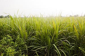 Absence ; Agriculture ; Bush ; Close-Up ; Color Im