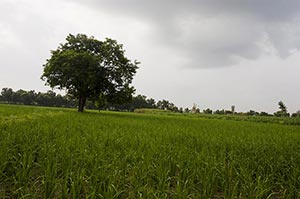 Absence ; Agriculture ; Beauty In Nature ; Cloud ;