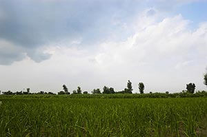 Absence ; Agriculture ; Beauty In Nature ; Cloud ;