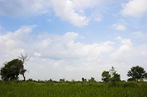 Absence ; Agriculture ; Beauty In Nature ; Cloud ;