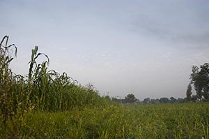 Absence ; Agriculture ; Beauty In Nature ; Cloud ;