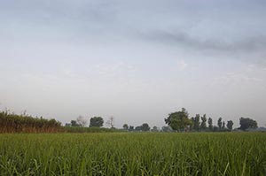 Absence ; Agriculture ; Beauty In Nature ; Cloud ;