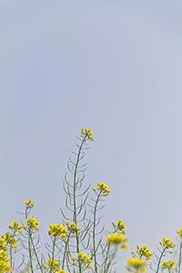 Botany ; Close-Up ; Color Image ; Copyspace ; Crea