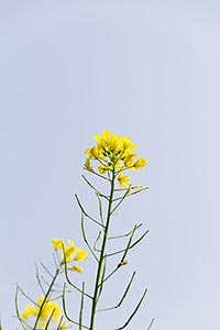 Botany ; Close-Up ; Color Image ; Copyspace ; Crea