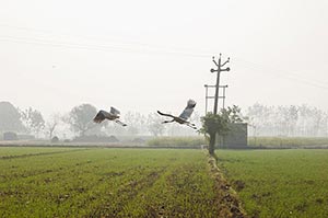 Absence ; Agriculture ; Animal Themes ; Animals ; 