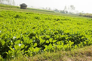 Absence ; Agriculture ; Beauty In Nature ; Color I