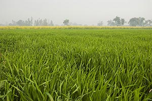 Agriculture ; Beauty In Nature ; Color Image ; Cro